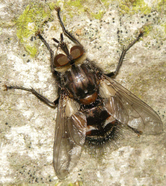 Tachinidae: Panzeria puparum (male) (2)