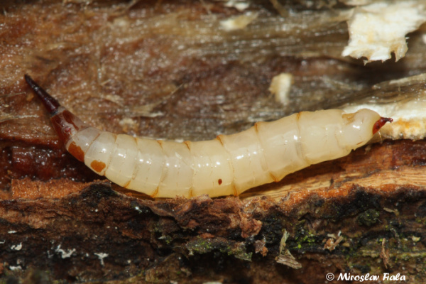 Xylophagidae (including Coenomyiidae): Xylophagus ater (larva) (1)