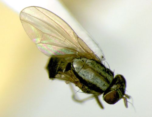 www.diptera.info/forim/5-0172-1.jpg