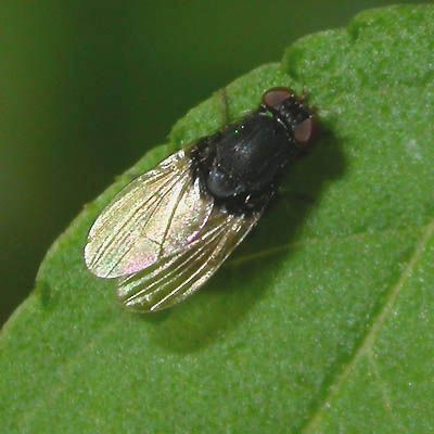 www.diptera.info/forim/5-0201-1.jpg