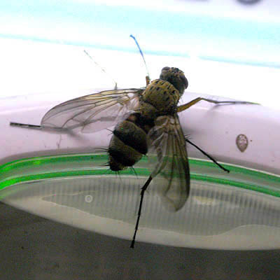 www.diptera.info/forim/5-0211-1.jpg