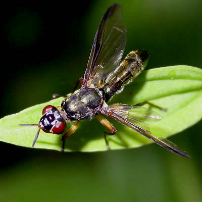 www.diptera.info/forim/5-0214-1.jpg