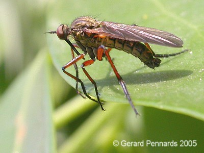 www.diptera.info/forim/5-0262-1.jpg