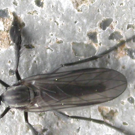 www.diptera.info/forim/5-0364-2.jpg