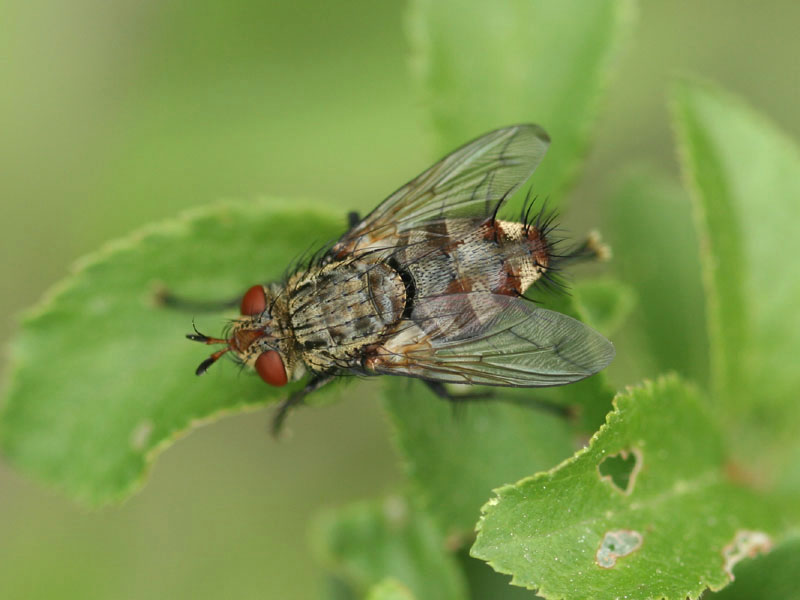 www.diptera.info/forim/5-0398-1.jpg