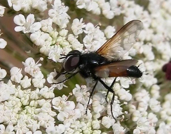 www.diptera.info/forim/5-0418-3.jpg