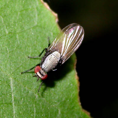 www.diptera.info/forim/5-0440-1.jpg