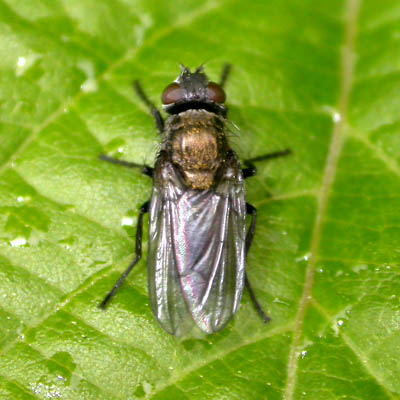 www.diptera.info/forim/5-0491-2.jpg