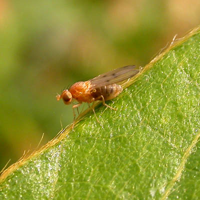 www.diptera.info/forim/5-0492-1.jpg