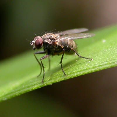 www.diptera.info/forim/5-0551-4.jpg