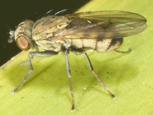 www.diptera.info/forim/5-0626-1.jpg