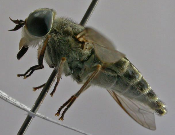 www.diptera.info/forim/5-0659-3.jpg