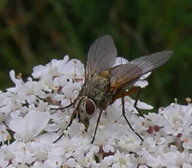 www.diptera.info/forim/5-0668-1.jpg