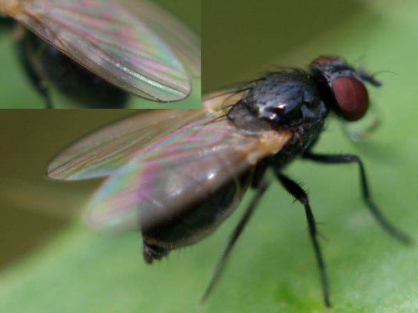 www.diptera.info/forim/5-0682-1.jpg