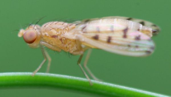 www.diptera.info/forim/5-0684-2.jpg