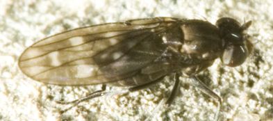 www.diptera.info/forim/5-0695-1.jpg