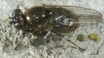 www.diptera.info/forim/5-0696-1.jpg