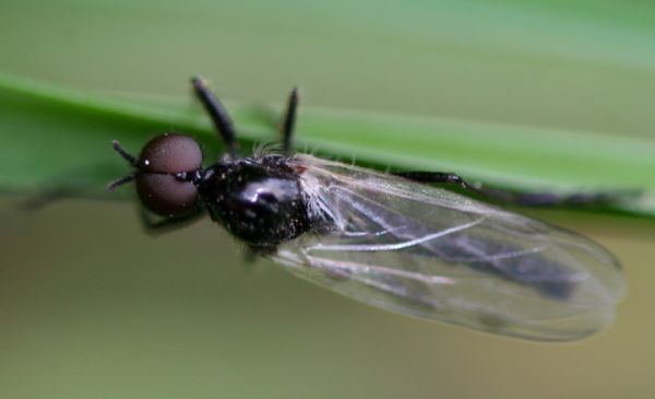 www.diptera.info/forim/5-0723-1.jpg