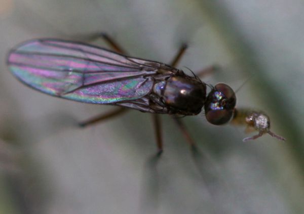 www.diptera.info/forim/5-0748-2.jpg