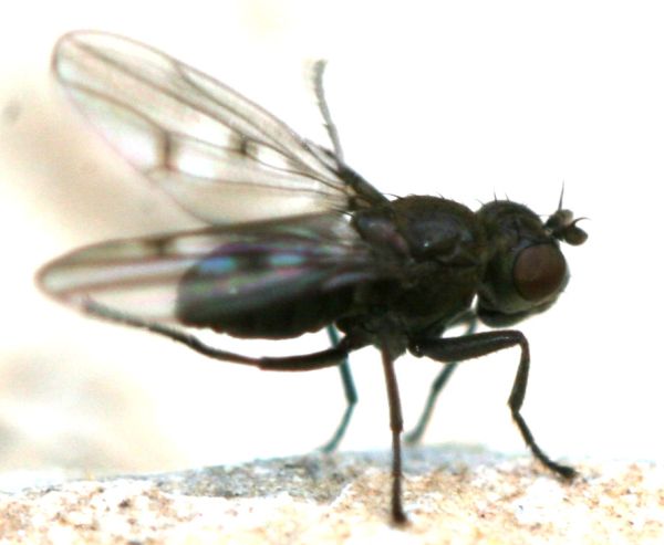 www.diptera.info/forim/5-0751-1.jpg