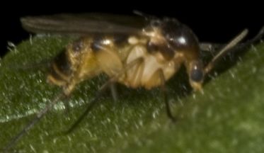 www.diptera.info/forim/5-0754-2.jpg