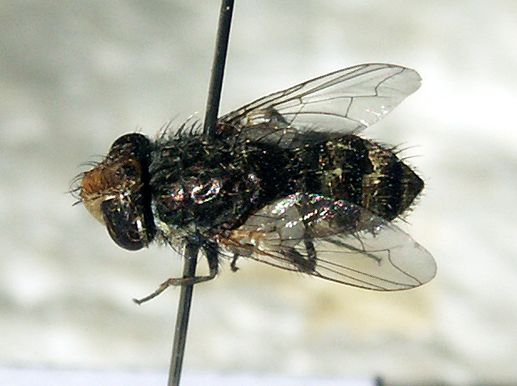 www.diptera.info/forim/5-0779-1.jpg