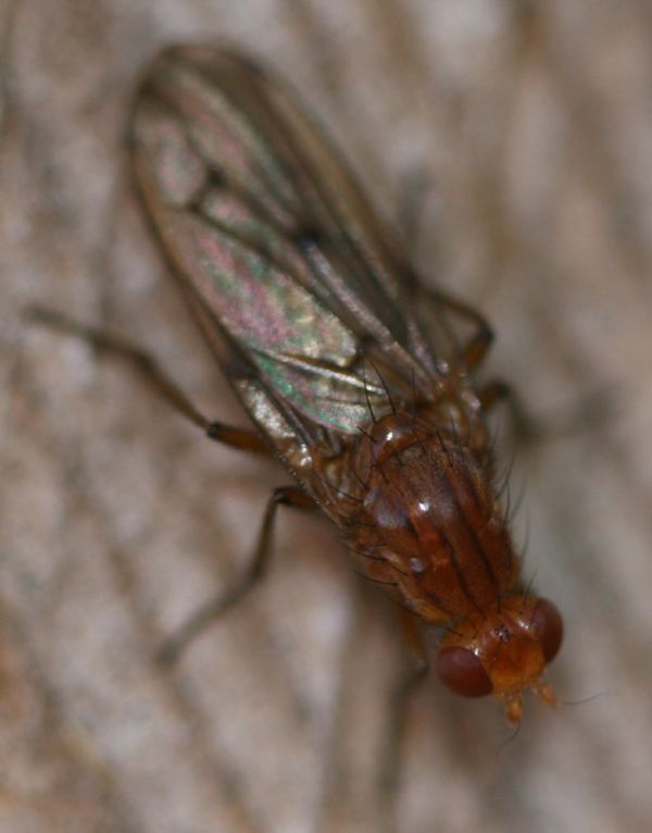 www.diptera.info/forim/5-0823-1.jpg