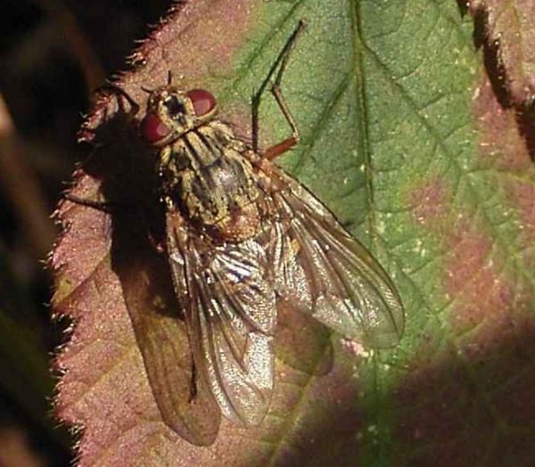 www.diptera.info/forim/5-0834-1.jpg