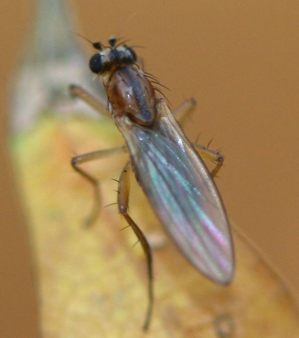 www.diptera.info/forim/5-0864-1.jpg