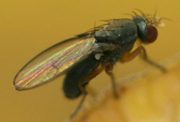 www.diptera.info/forim/5-0869-1.jpg