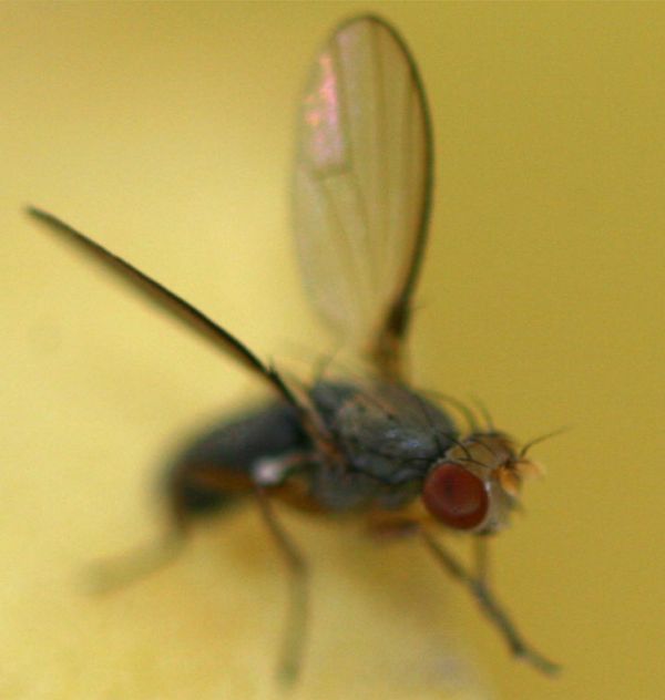 www.diptera.info/forim/5-0869-4.jpg