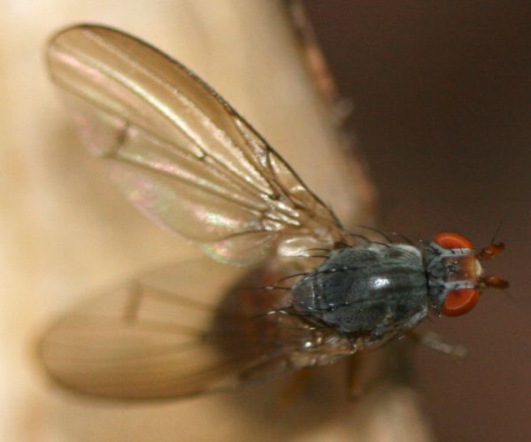 www.diptera.info/forim/5-0880-1.jpg