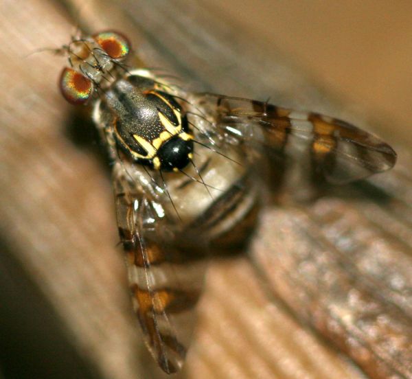 www.diptera.info/forim/5-0899-4.jpg