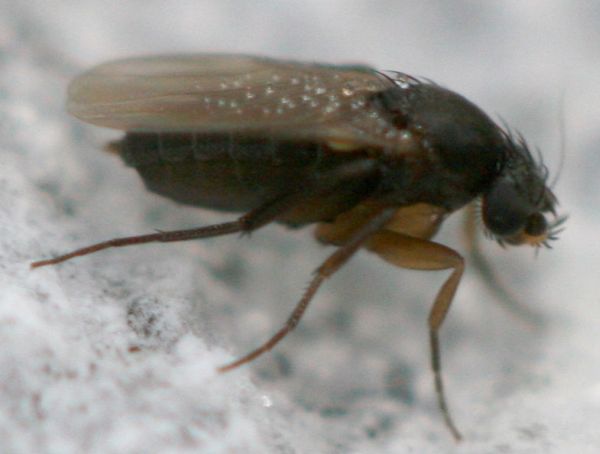 www.diptera.info/forim/5-0949-2.jpg