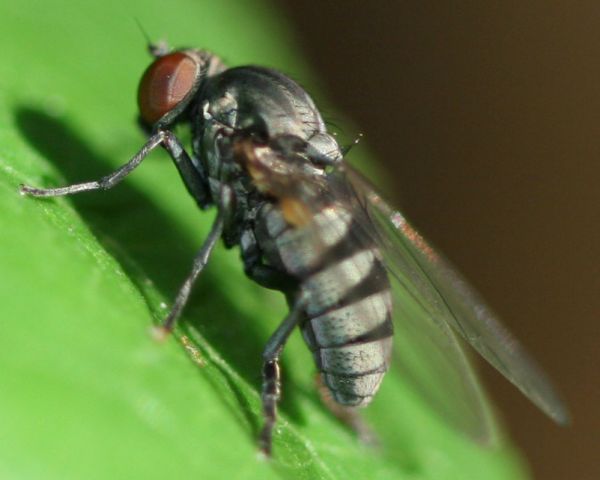 www.diptera.info/forim/5-0982-2.jpg