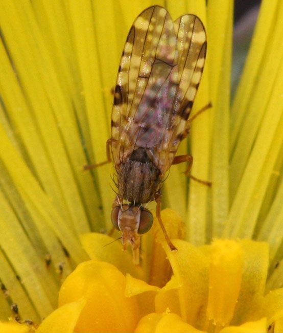 www.diptera.info/forim/5-1001-2.jpg