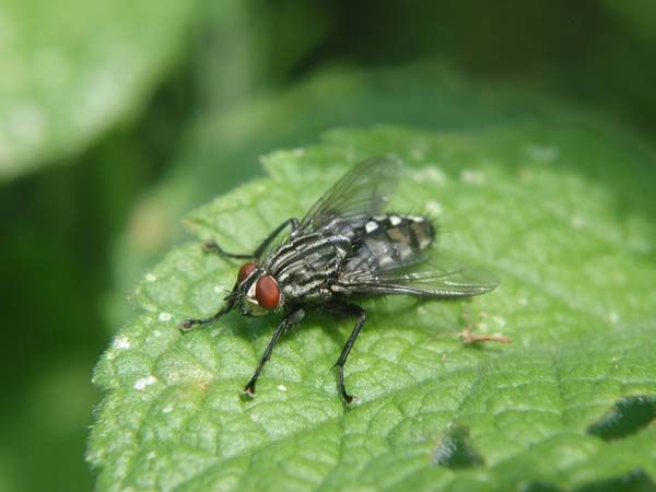 www.diptera.info/forim/5-1031-1.jpg