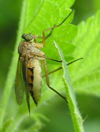 www.diptera.info/forim/5-1042-2.jpg