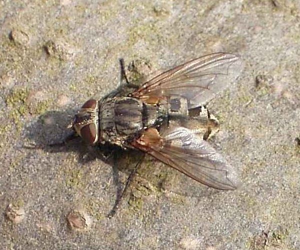 www.diptera.info/forim/5-1046-1.jpg