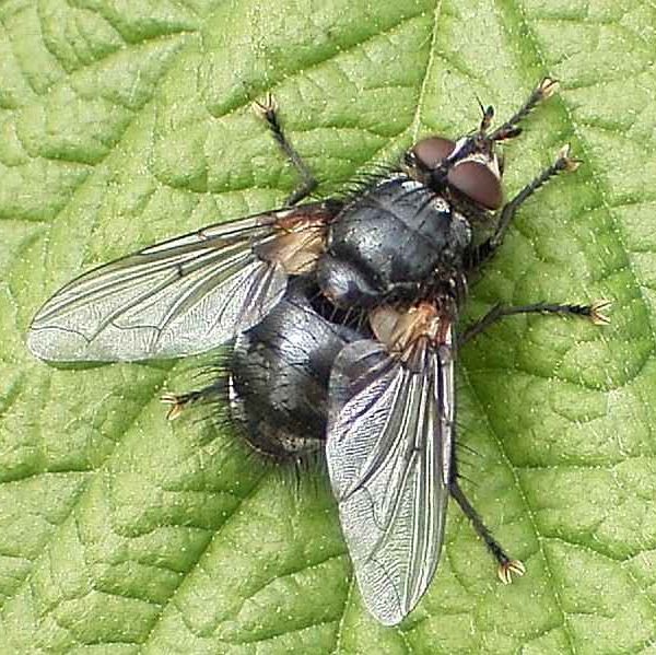 www.diptera.info/forim/5-1047-1.jpg