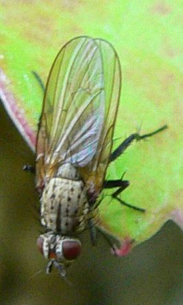 www.diptera.info/forim/5-1087-1.jpg