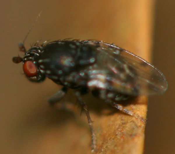 www.diptera.info/forim/5-1114-1.jpg