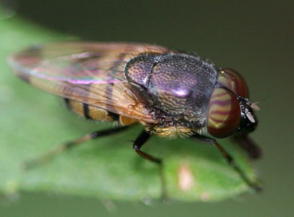 www.diptera.info/forim/5-1130-2.jpg