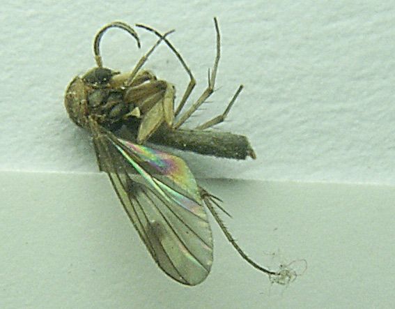 www.diptera.info/forim/5-1189-1.jpg