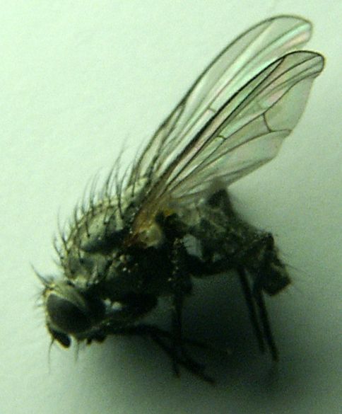 www.diptera.info/forim/5-1192-1.jpg