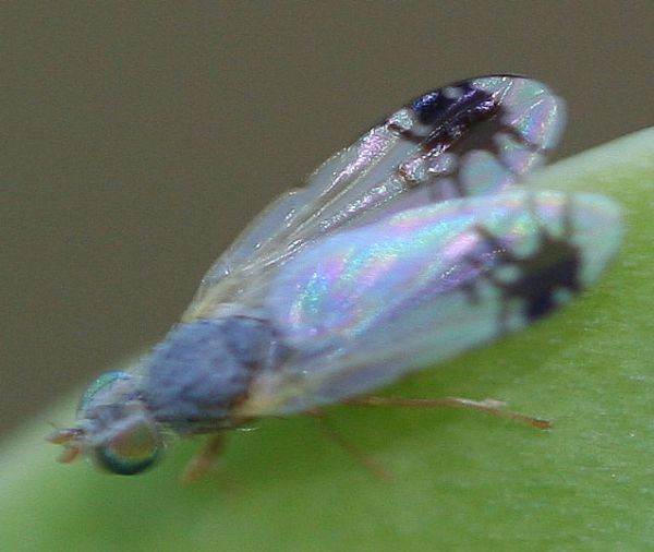 www.diptera.info/forim/5-1205-3.jpg