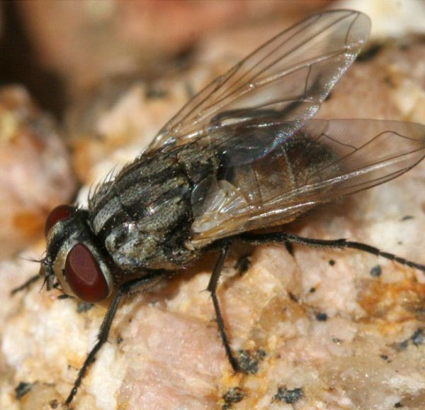 www.diptera.info/forim/5-1206-1.jpg