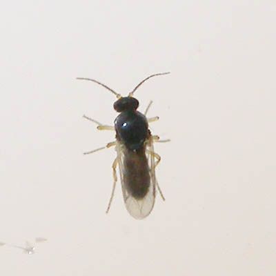 www.diptera.info/forim/5-1217-1.jpg