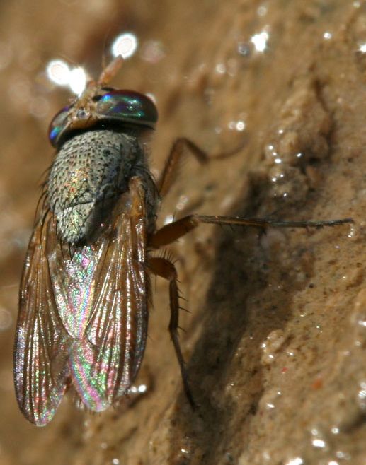 www.diptera.info/forim/5-1224-1.jpg