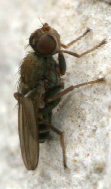 www.diptera.info/forim/5-1225-1.jpg